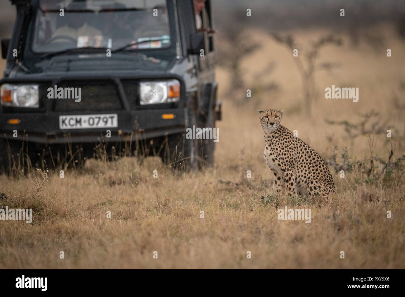 He's A Cheetah Trucker