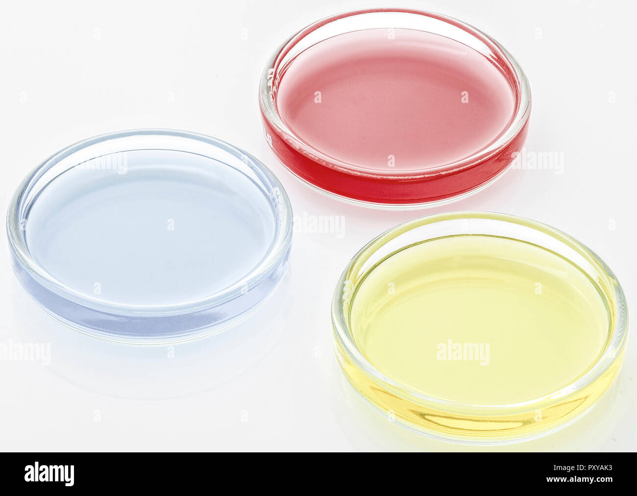 Drei Petrischalen mit farbigen Fluessigkeiten Stock Photo