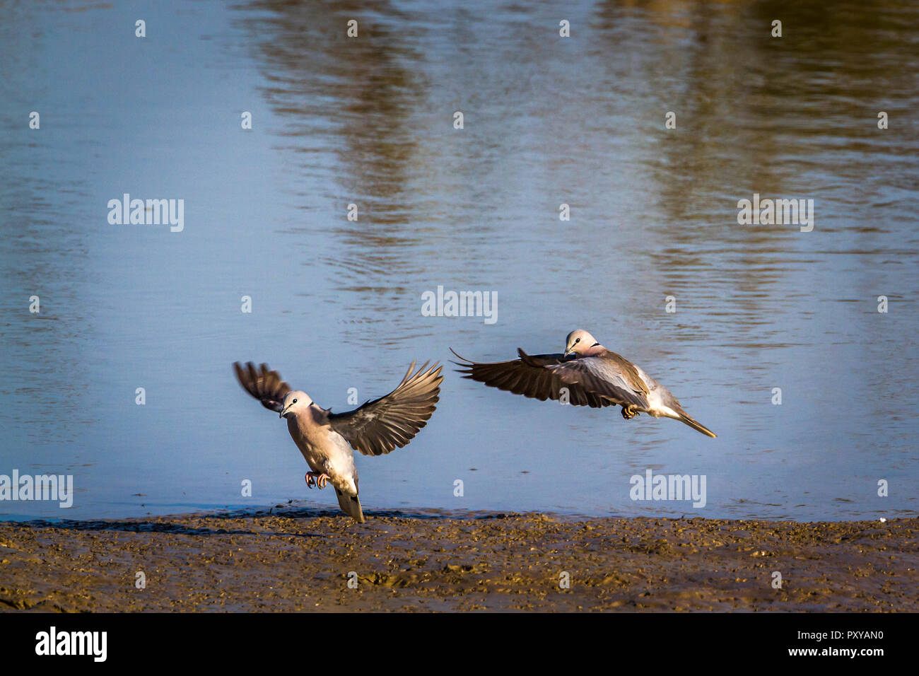 Ringnecked Dove in Kruger National park, South Africa ; Specie