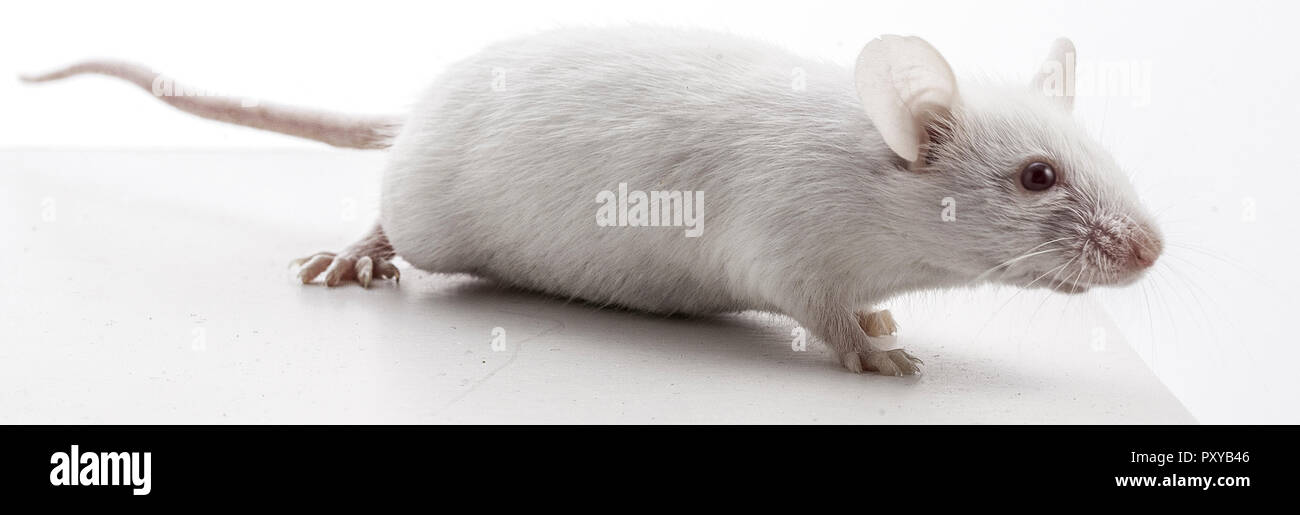 Weisse Maus Stock Photo