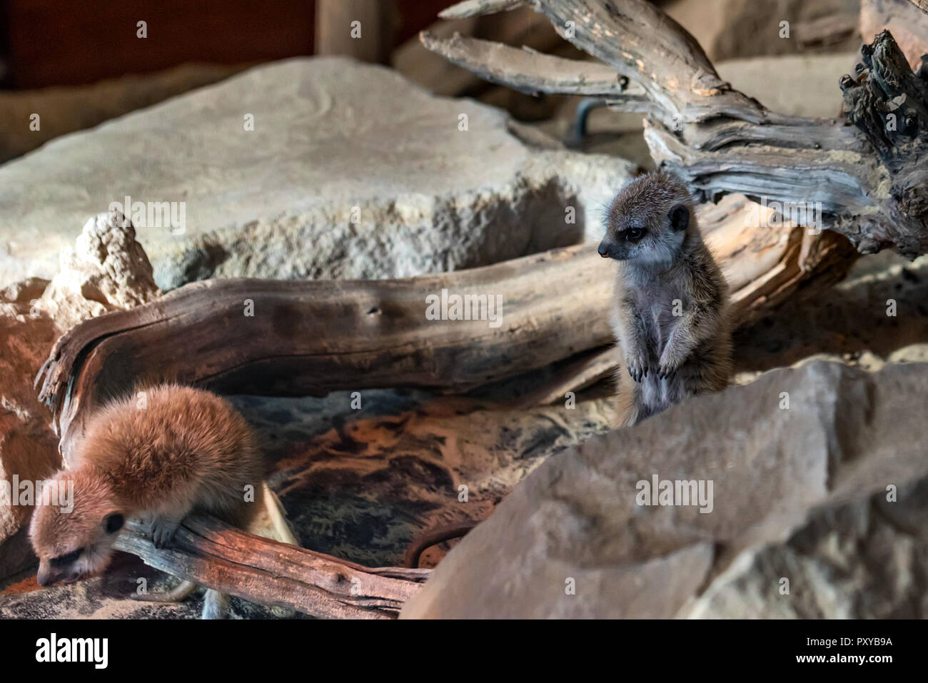 Young cute Meerkats or Suricata Suricatta in zoo Stock Photo