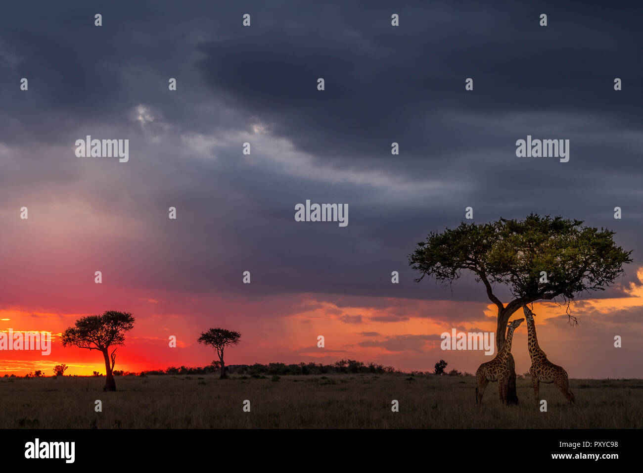africa-kenya-silhouette-of-giraffe-at-sunset-hi-res-stock-photography