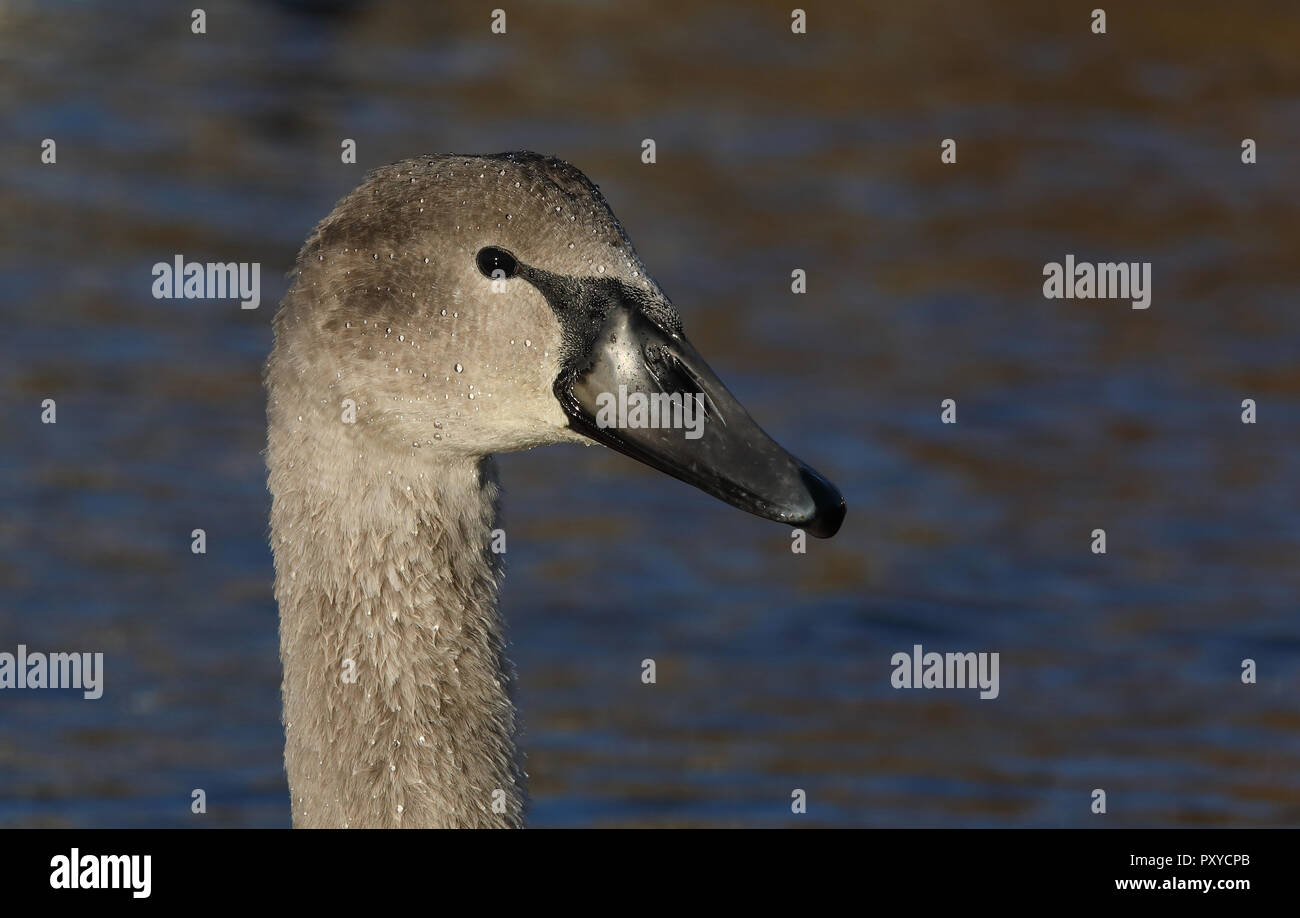 Young Mute swan, head profile Stock Photo