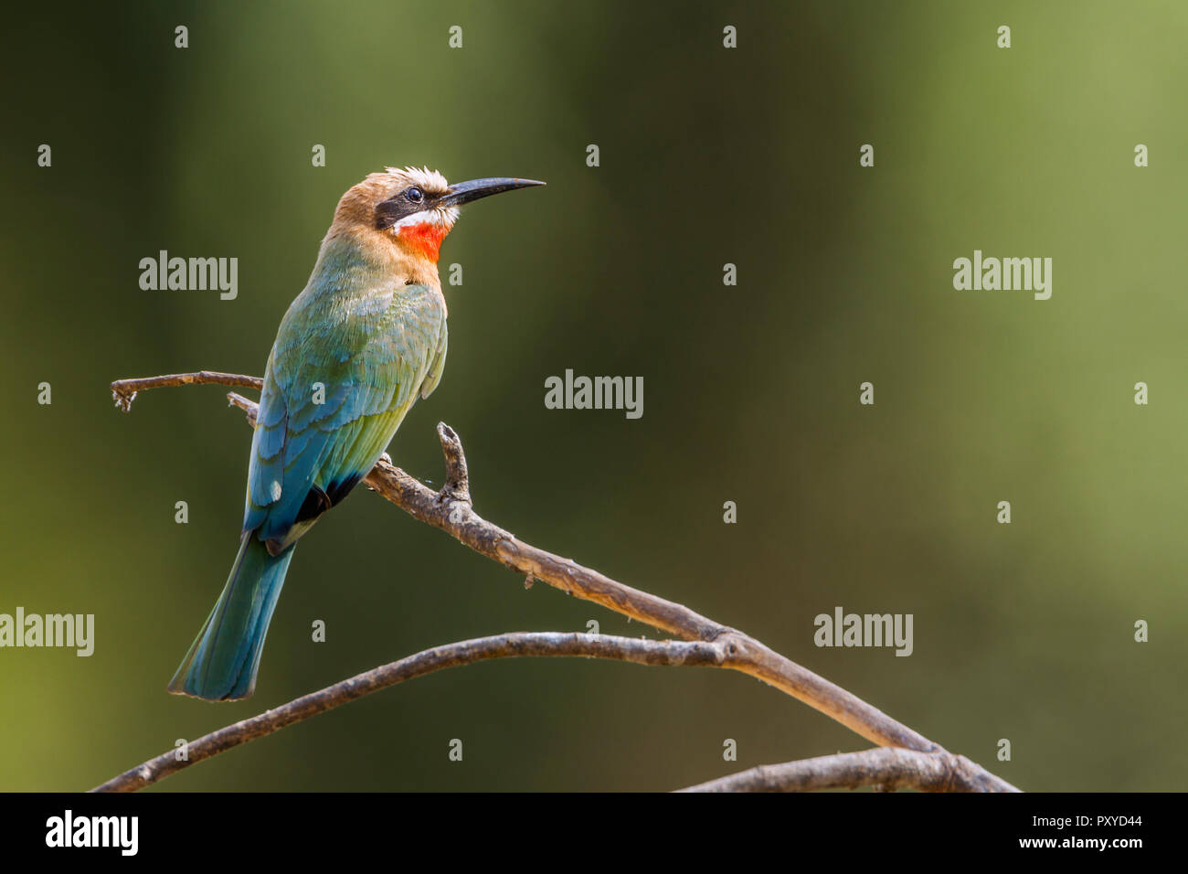 White fronted Bee eater in Kruger National park, South Africa ; Specie ...