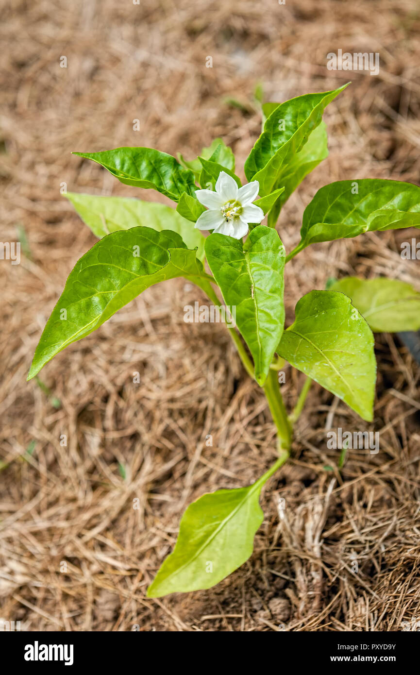 A white flower blooms on a pepper plant Stock Photo - Alamy