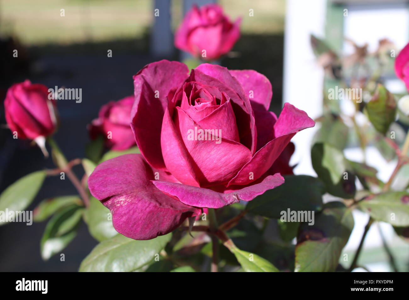 Close up of rose tree. Stock Photo