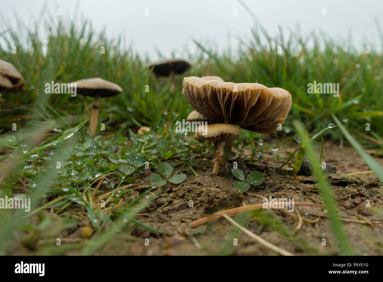 Toadstools growing in a cow pat, UK Stock Photo