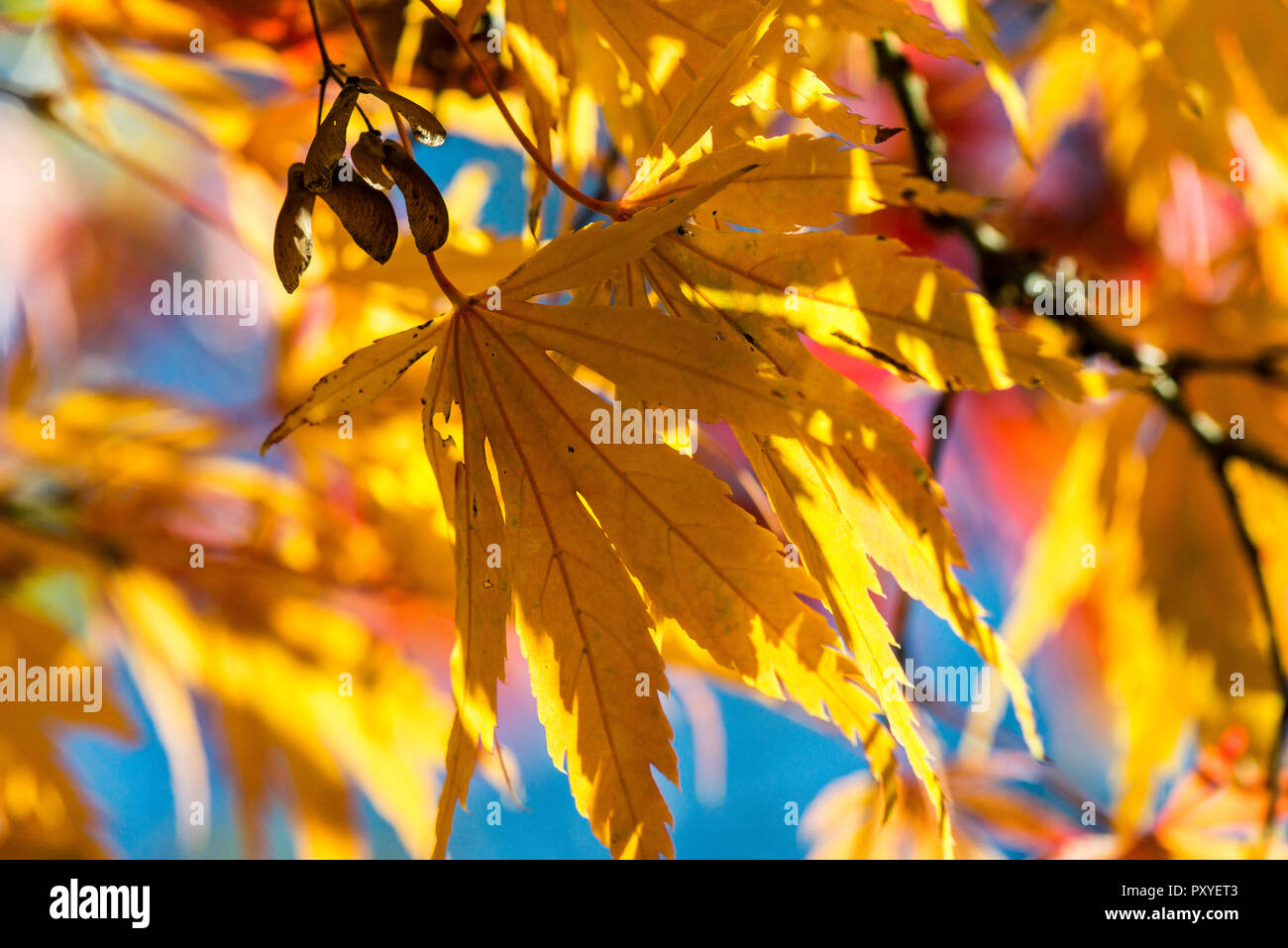 Smooth japanese maples hi-res stock photography and images - Alamy