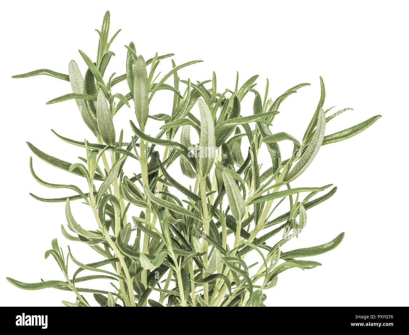 Rosmarin-Pflanze Stock Photo
