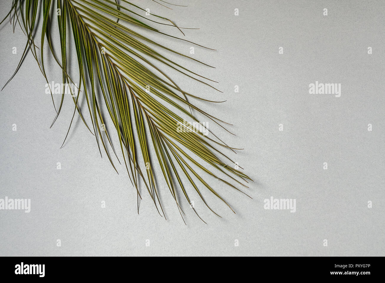 Minimalism Style Banner Branch Of Natural Plant Over Abstract