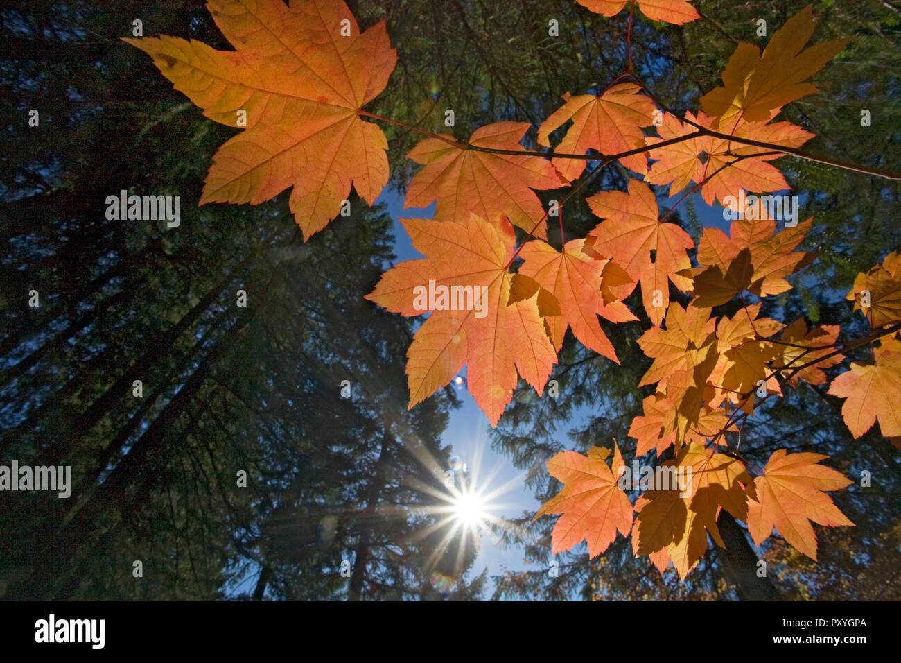 Maple leaves against an evergreen forest canopy in the Oregon Cascade Mountains during the autumn color change in mid-October. Stock Photo