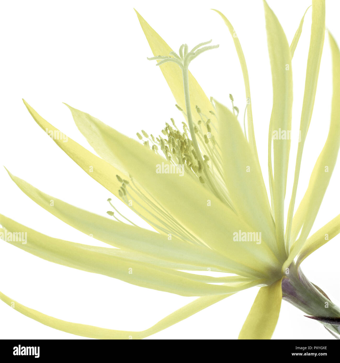 Gelbe Bluete Stock Photo