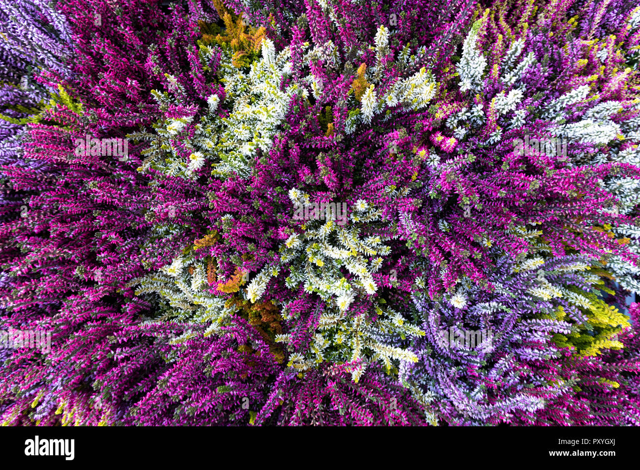 Background of pink, purple, white and green heather in bloom from above. Stock Photo
