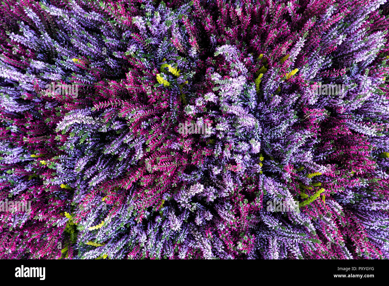 Background of pink and purple heather in bloom from above. Stock Photo