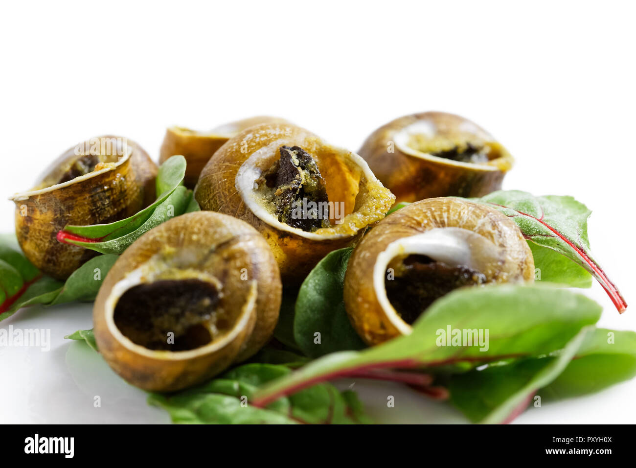 Grilled snales in shells on bed of beetroot leaves. White background ...