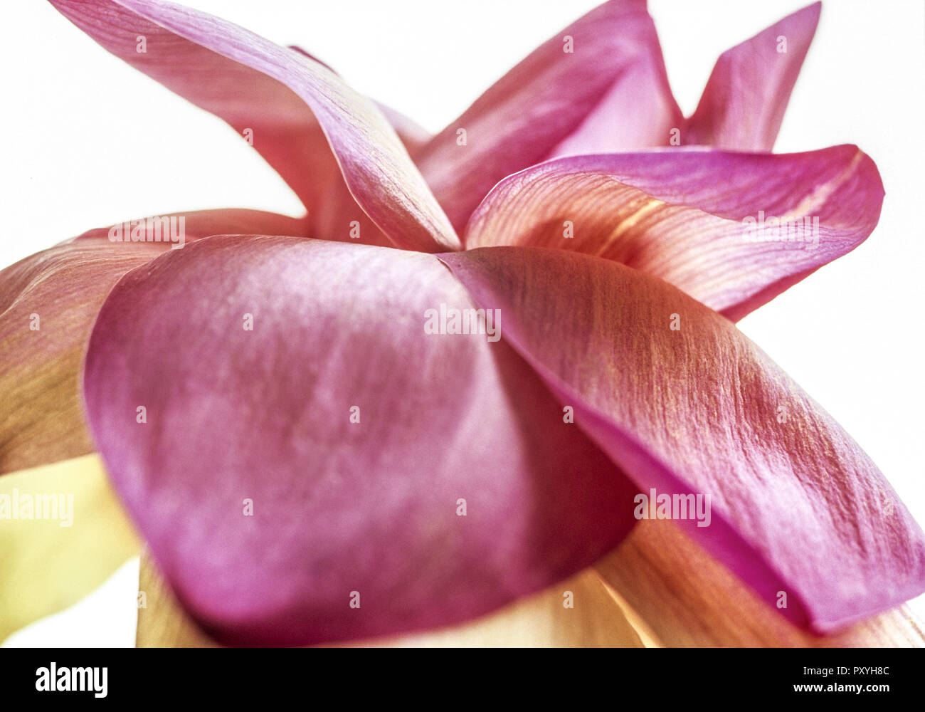 Rosarote Bluete, Detail Stock Photo