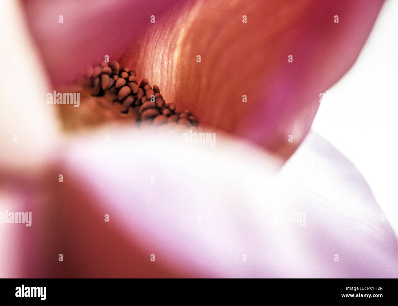 Rote Bluete, Detail Stock Photo