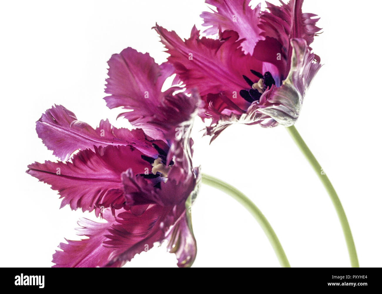 Dunkelrote Blueten, Ziertulpen Stock Photo