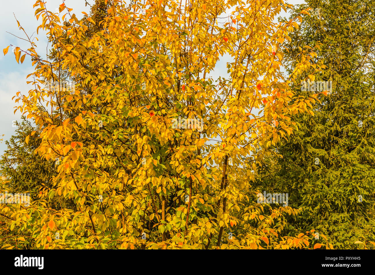 A tree with yellow leaves and a spruce tree in fall. Sunny day of the golden autumn season Stock Photo