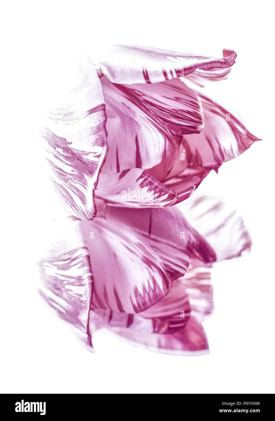 Zwei rosa Blueten Stock Photo