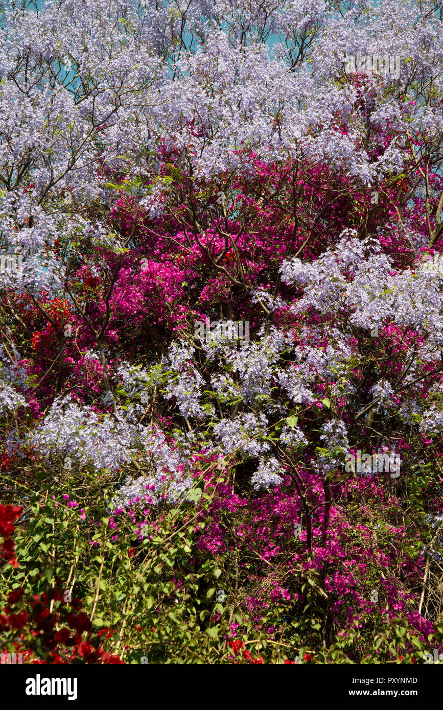 Johannesburg, South Africa, 24 October, 2018. A wan cycles in Westcliff, Johannesburg, as Jacaranda trees bloom. Tree-lined suburbs are exploding in purple, cerise and red as jacarandas, bougainvilleas and other trees bloom, Wednesday afternoon. Credit: Eva-Lotta Jansson/Alamy Live News Stock Photo