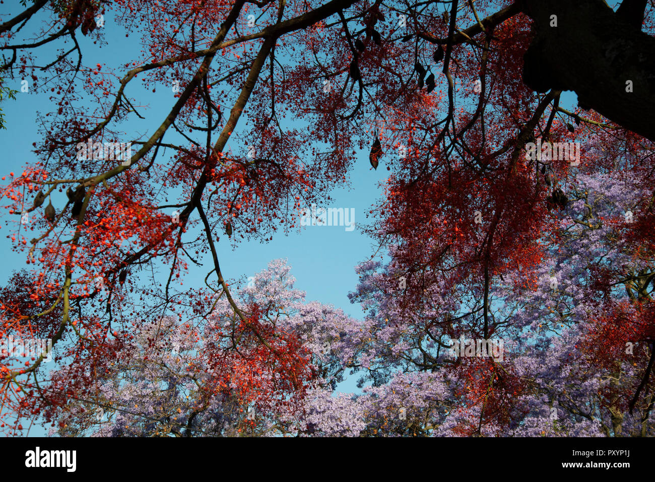 Johannesburg, South Africa, 24 October, 2018. Treelined suburbs are