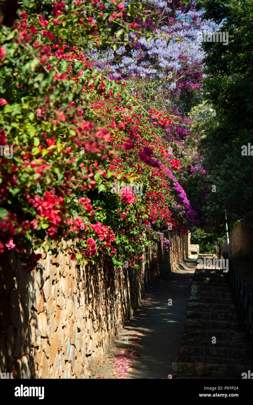 Johannesburg, South Africa, 24 October, 2018. Bougainvilleas and