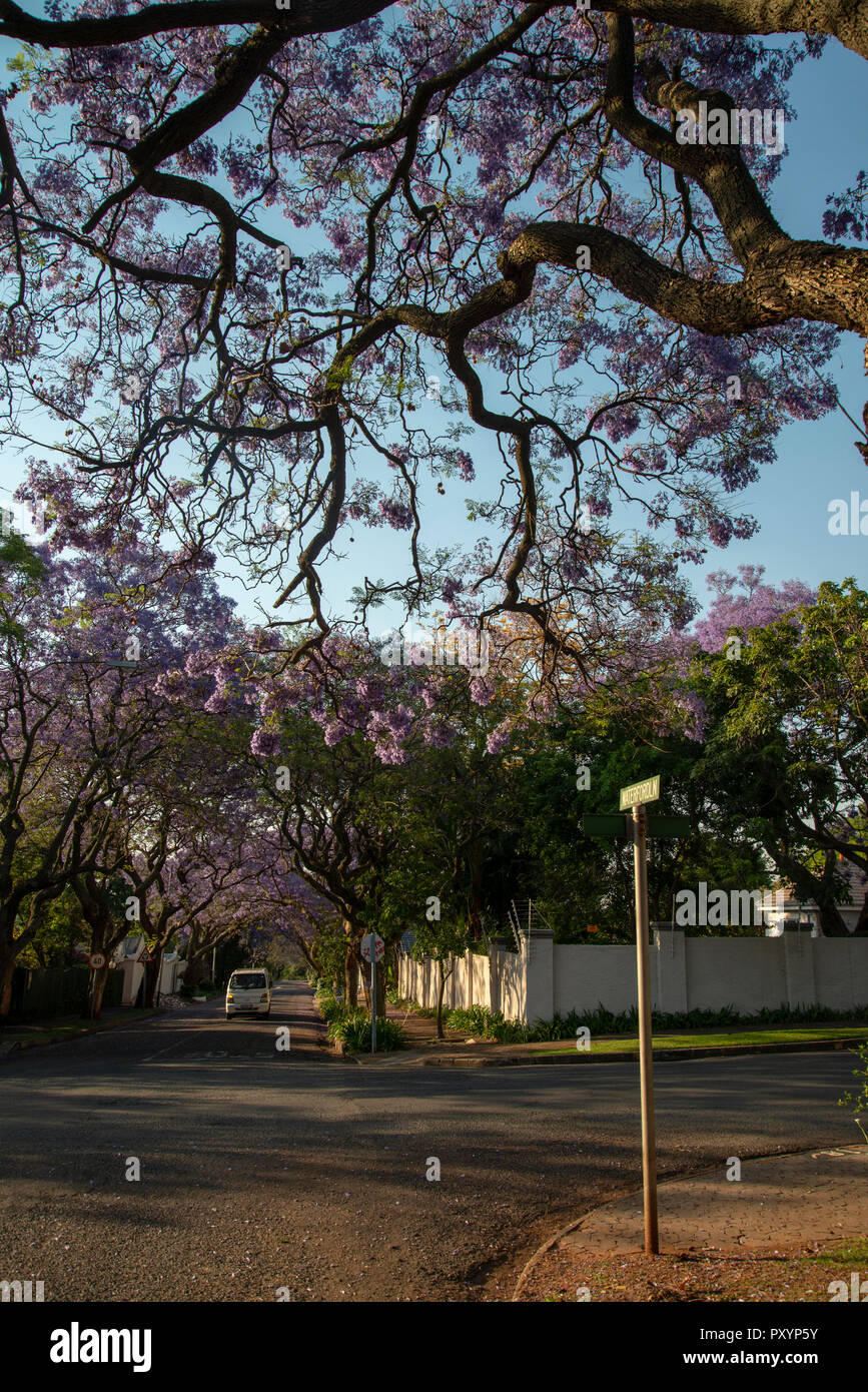 Jacaranda tree blossoms south africa hires stock photography and