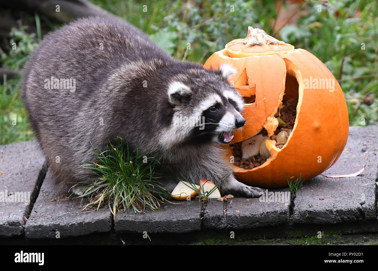 Hanover Germany 25th Oct 2018 The Raccoons Get A Halloween Pumpkin Filled With Delicacies In The Enclosure Of The Hannover Zoo To Kick Off The Halloween Tours 26 31 October Berber Lions Raccoons