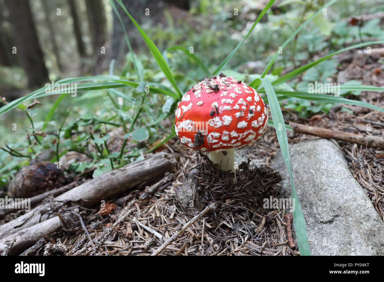 A red cap with white polka dots cap and white stalk Amanita Muscaria mushroom on the ground of a forest - Stock Image