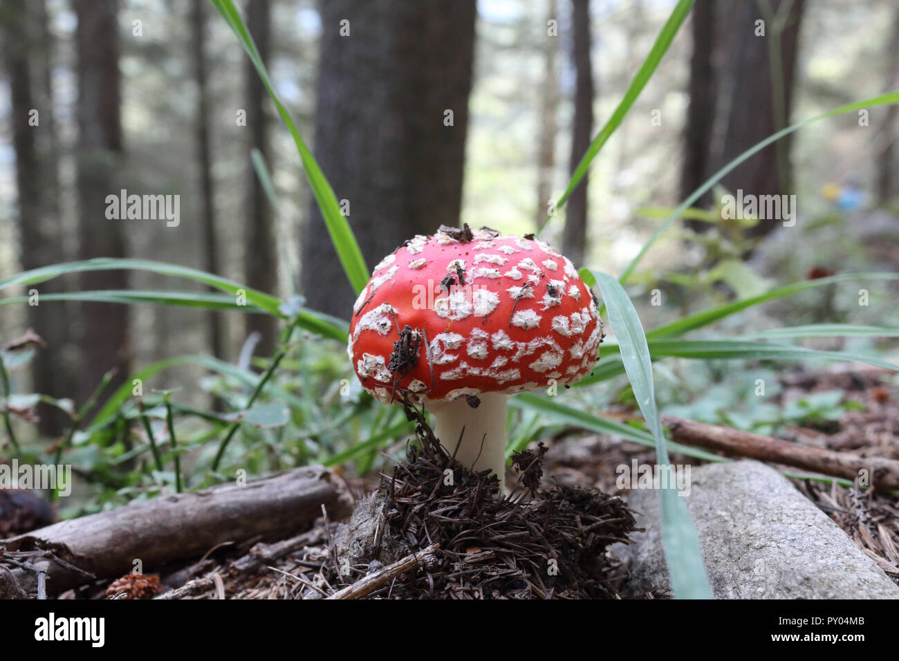 A red cap with white polka dots cap and white stalk Amanita Muscaria mushroom on the ground of a forest - Stock Image