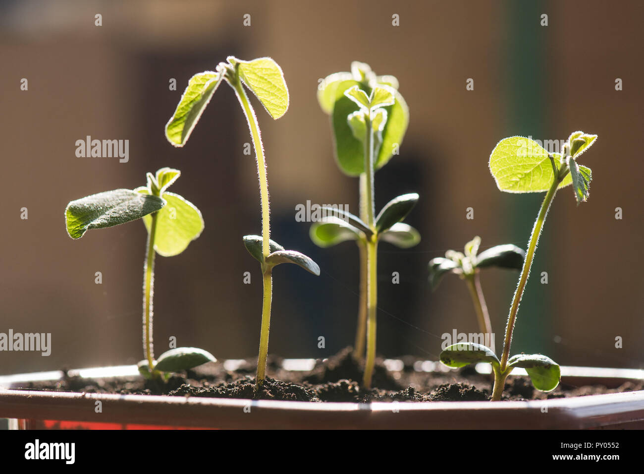 Soybean seedling hi-res stock photography and images - Alamy