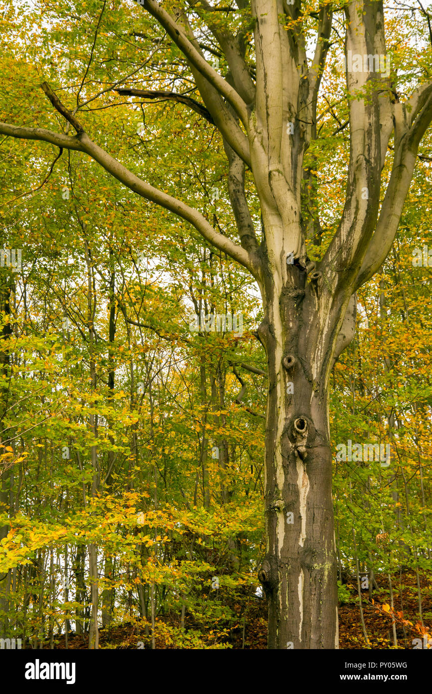 Single beech tree with smooth siver-grey bark and small trees with yellow leaves in the background Stock Photo