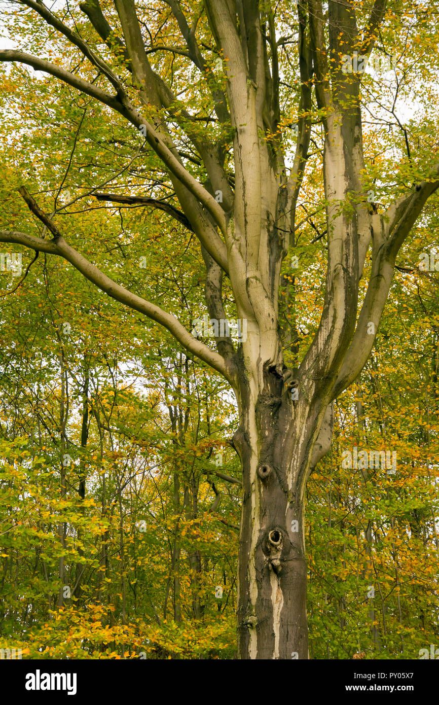 Single beech tree with smooth siver-grey bark and small trees with yellow leaves in the background Stock Photo