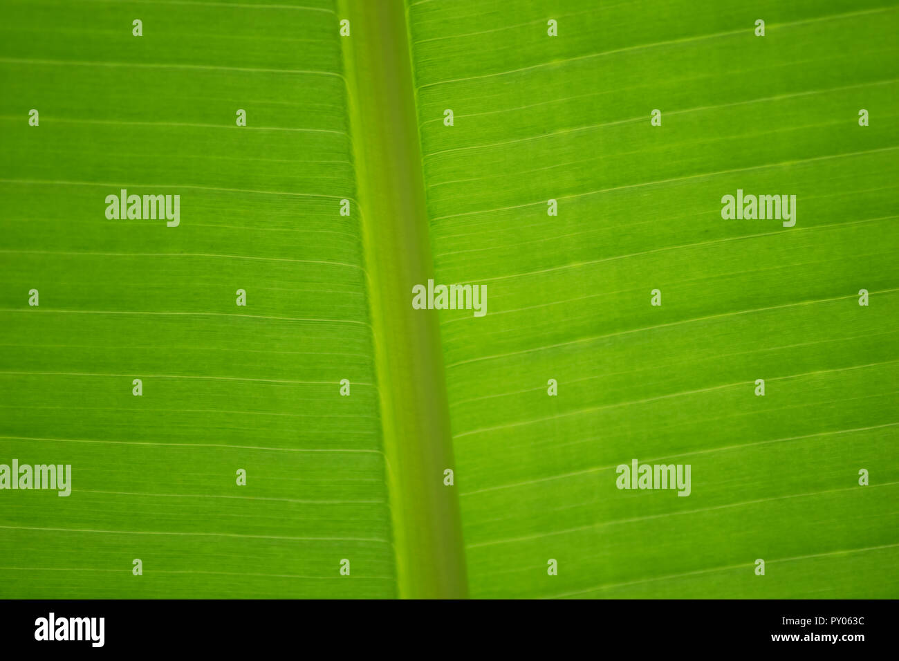 closeup shot of a banana leaf highlighting its colour patterns Stock ...