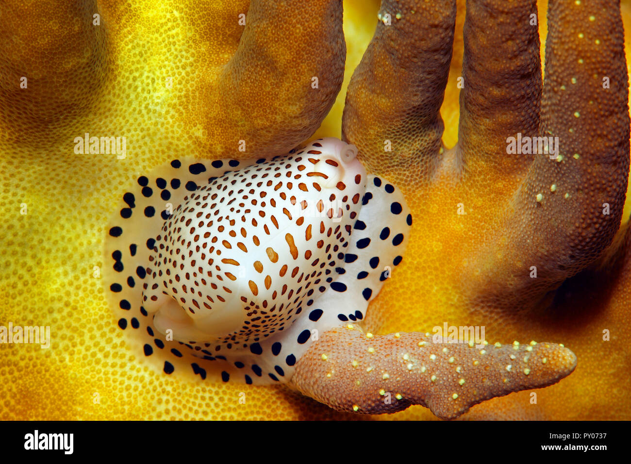 Common calpurnus, Umbilical Egg Shell or Warty/Little Egg Cowry (Calpurnus verrucosus), feeding on a leather coral, Sabang Beach, Mindoro, Philippines Stock Photo