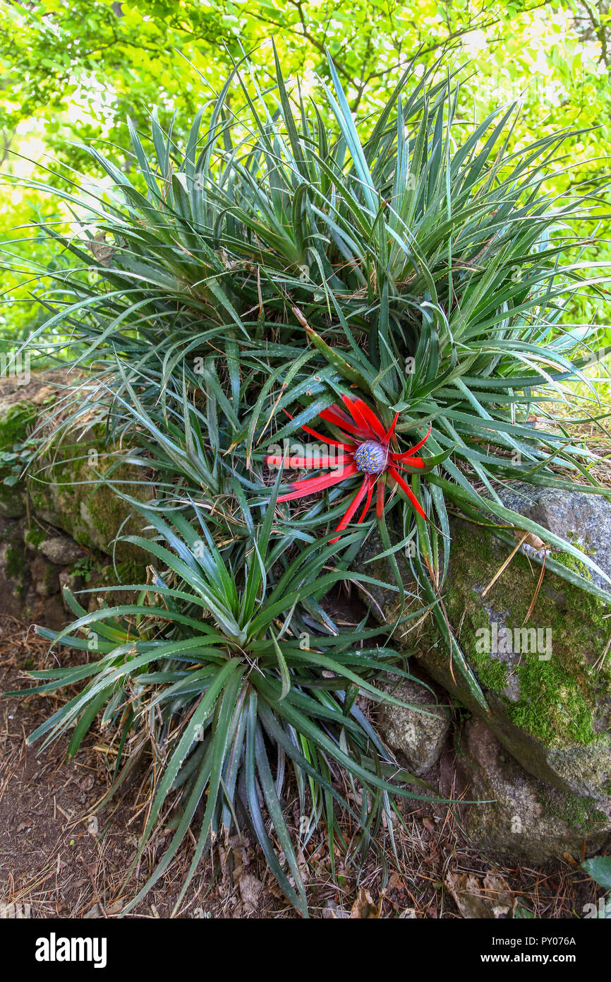 A Fascicularia bicolor a Hardy bromeliad plant with striking red bracts, Cornwall, England, UK Stock Photo