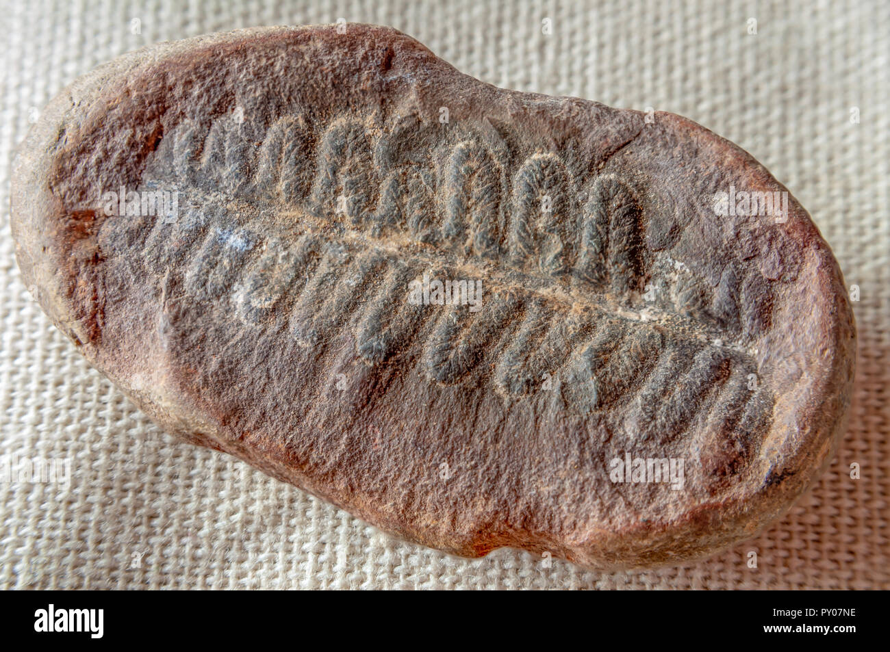 Fossil Stock Photo