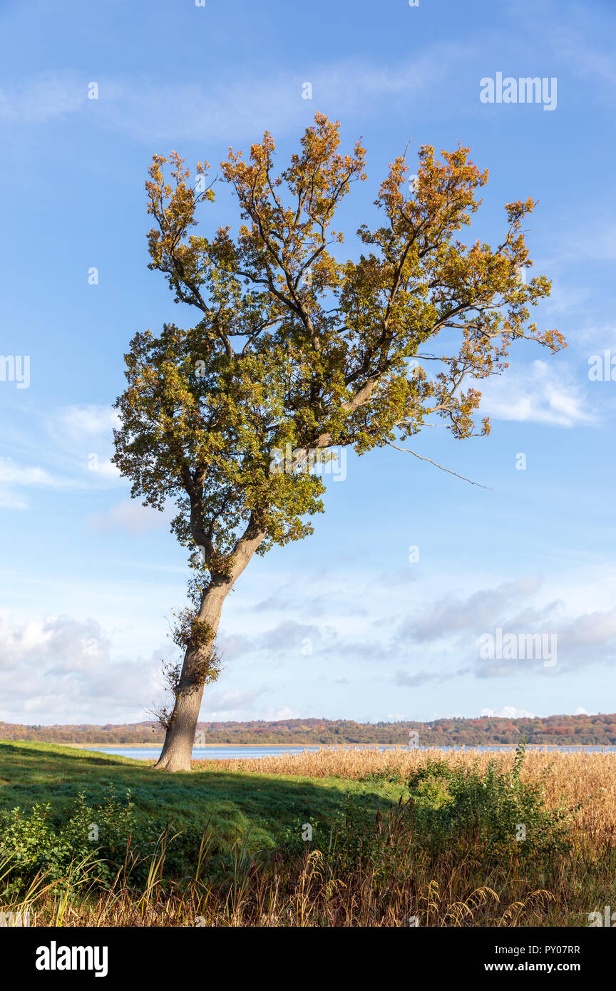 Solitary oak tree in autumn; Furesoe, Denmark Stock Photo