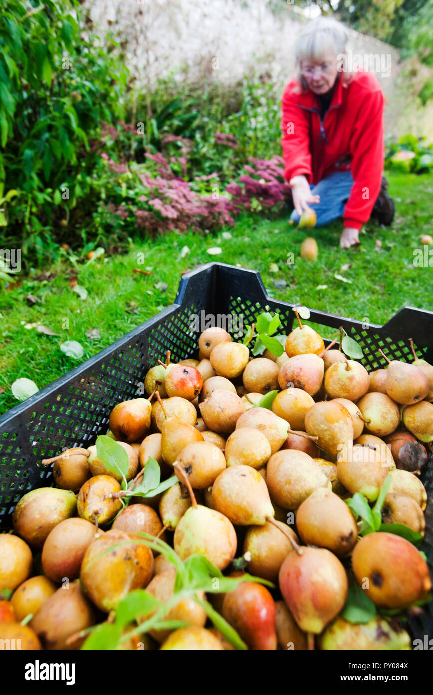 Pears being harvested to make perry in an orchard at Acorn Bank, near Penrith, Cumbria, UK. Stock Photo