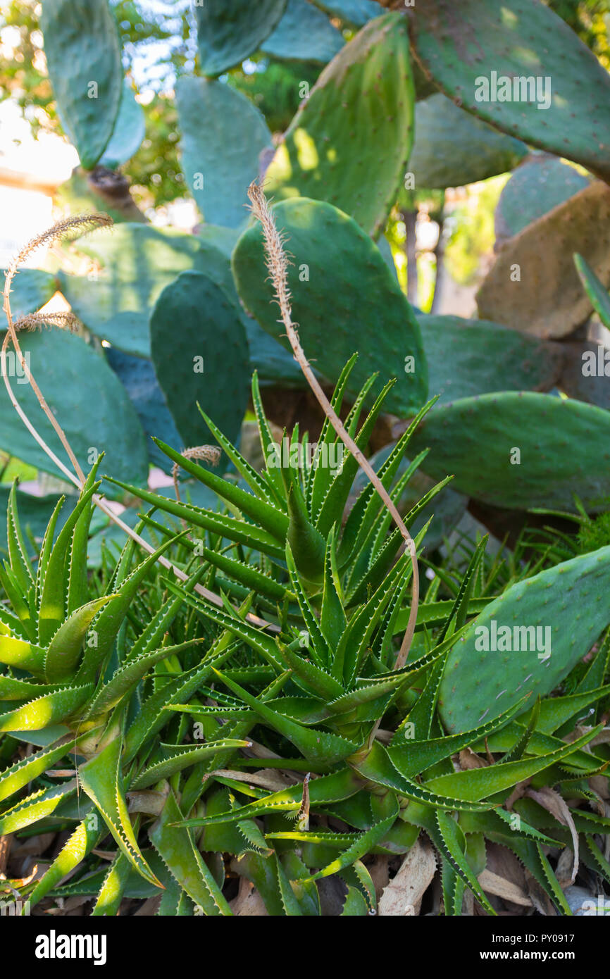 darmkur mit aloe vera Express Darmkur Premium - Bio Darmreinigungsset mit Wildheidelbeere main image 0