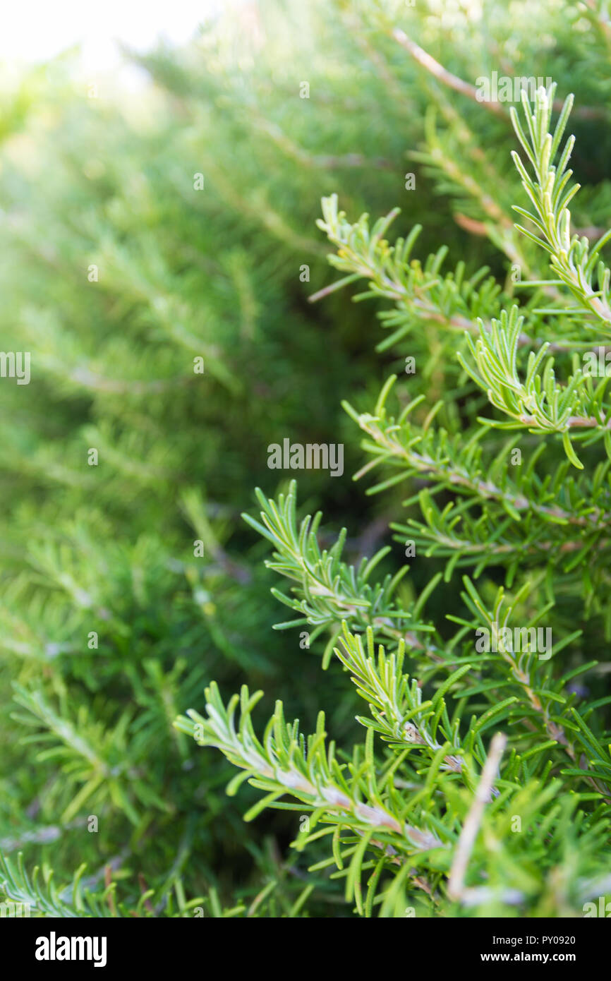 Rosemary garden hires stock photography and images Alamy