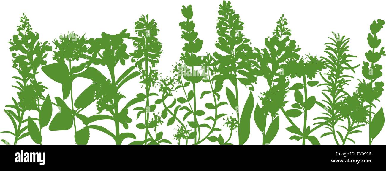 Grass and plants detailed silhouettes. Isolated on white. Herbs garden. For web, wallpaper, decoration, textile, prints banners wrapping packing Stock Vector