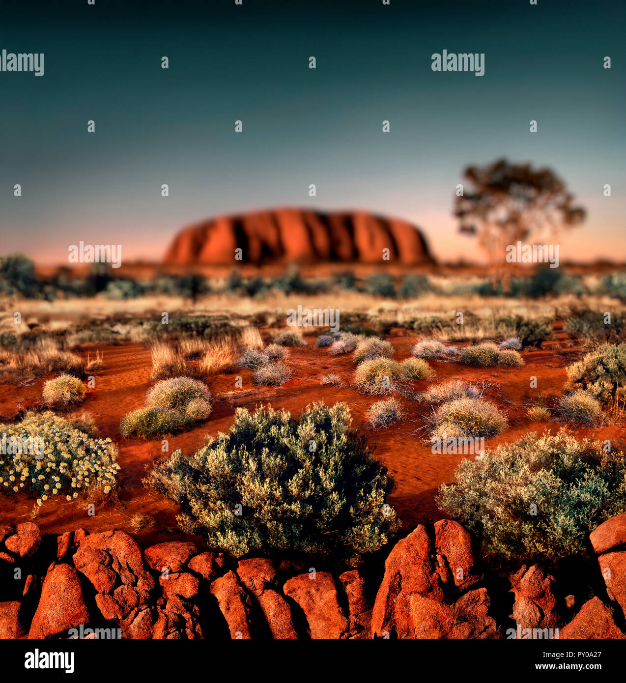 Landscape with Ayers Rock (Uluru) at sunset, Uluru, Northern Territory, Australia Stock Photo