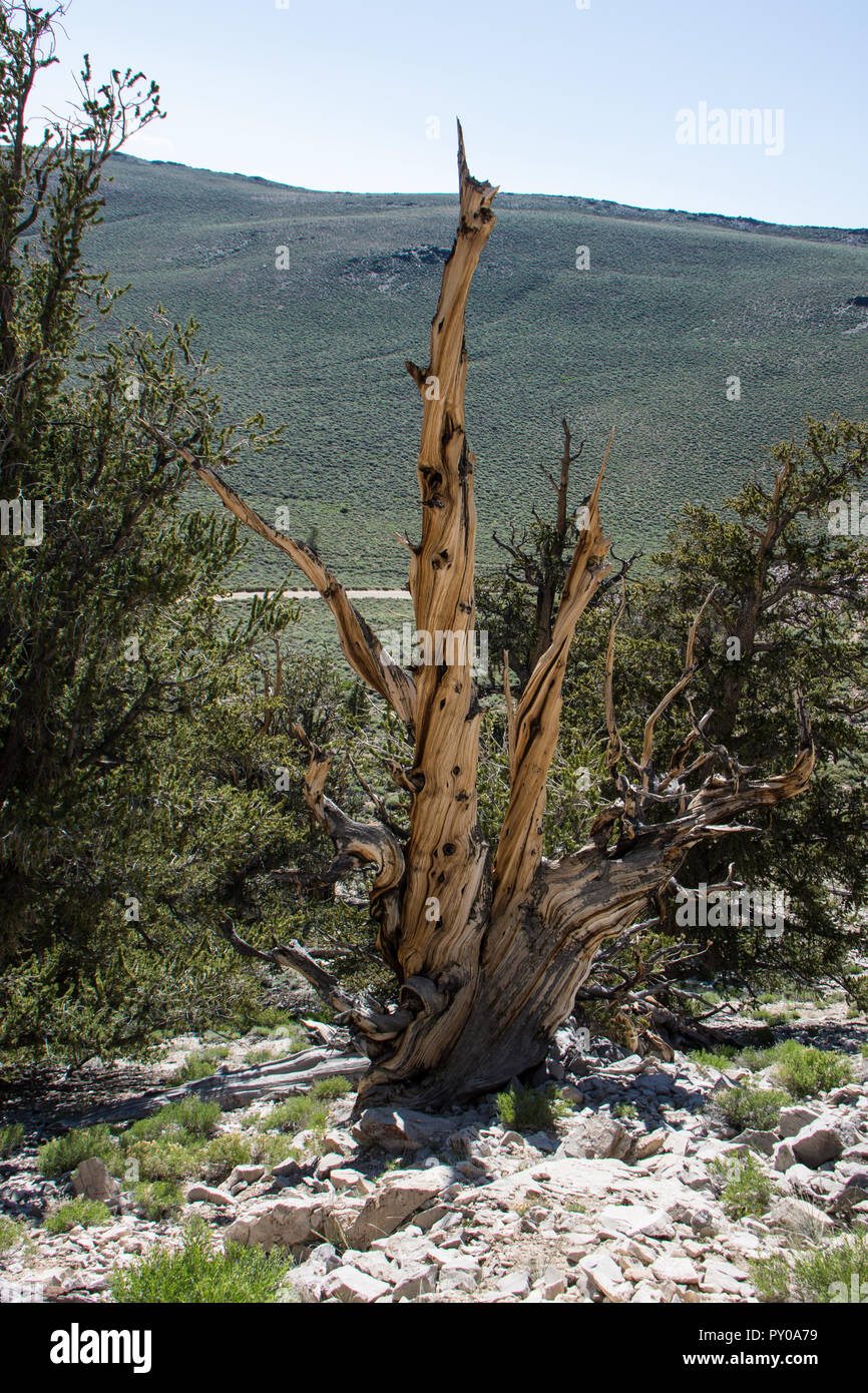 Ancient Bristlecone Pine Tree - these old trees have twisted and gnarled features. California - White Mountains Stock Photo
