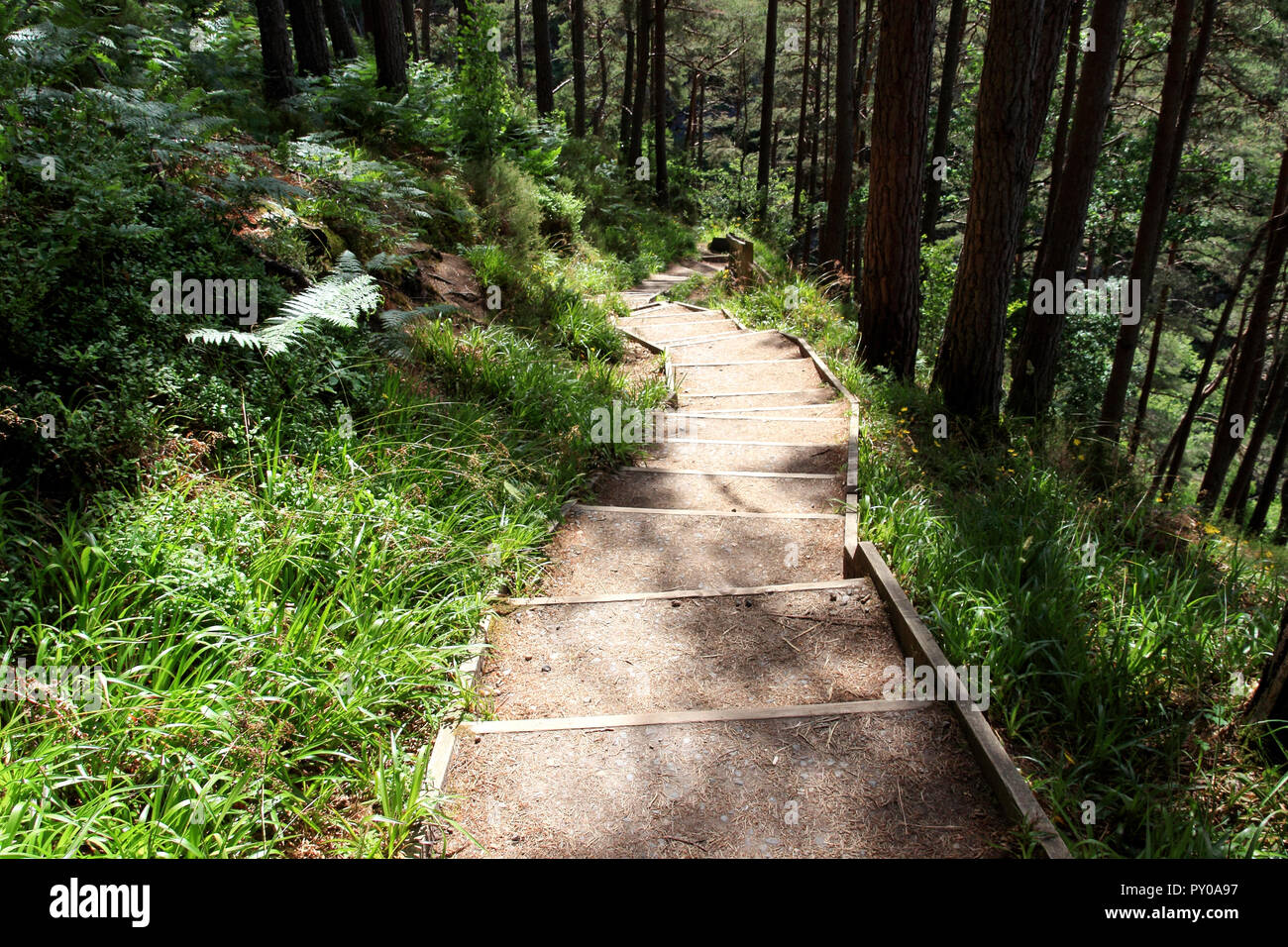 Hillside steps, woodland nature trail at the Falls Of Foyers, Scottish