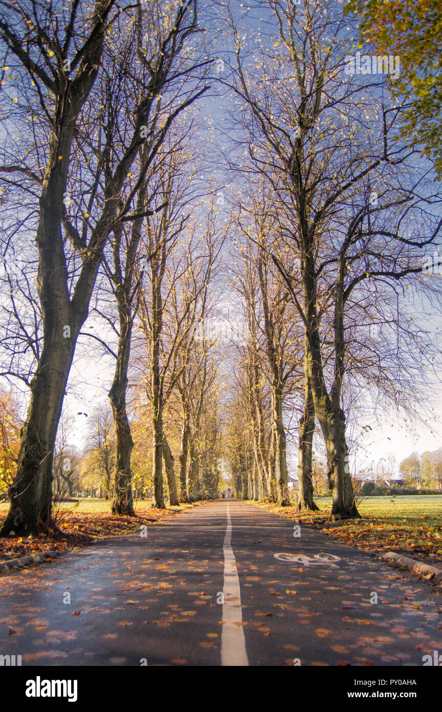Tree lined avenue in Robertson park, Renfrew on an autumn day. Stock Photo
