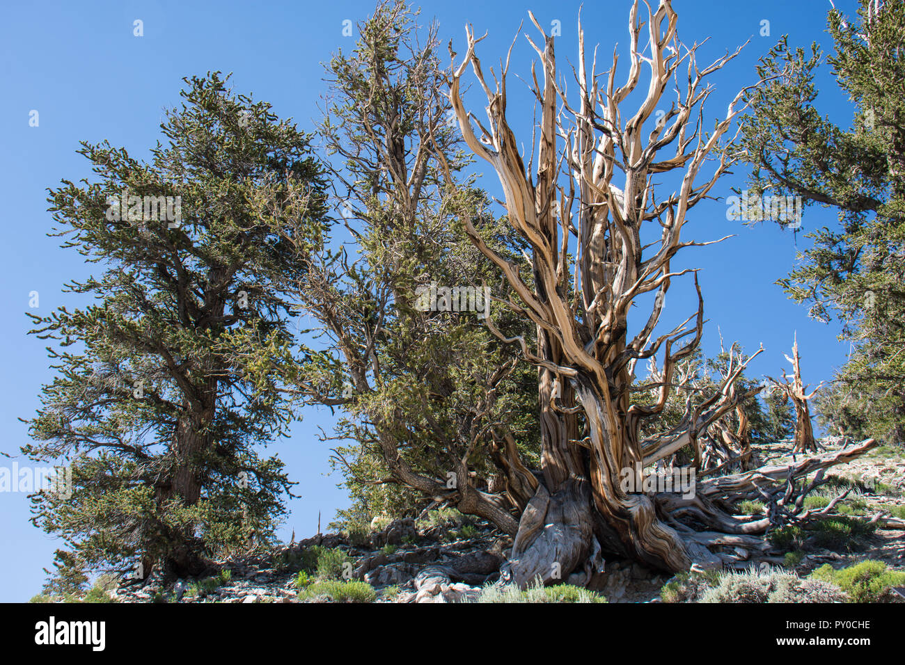 Ancient Bristlecone Pine Tree - these old trees have twisted and gnarled features. California - White Mountains Stock Photo