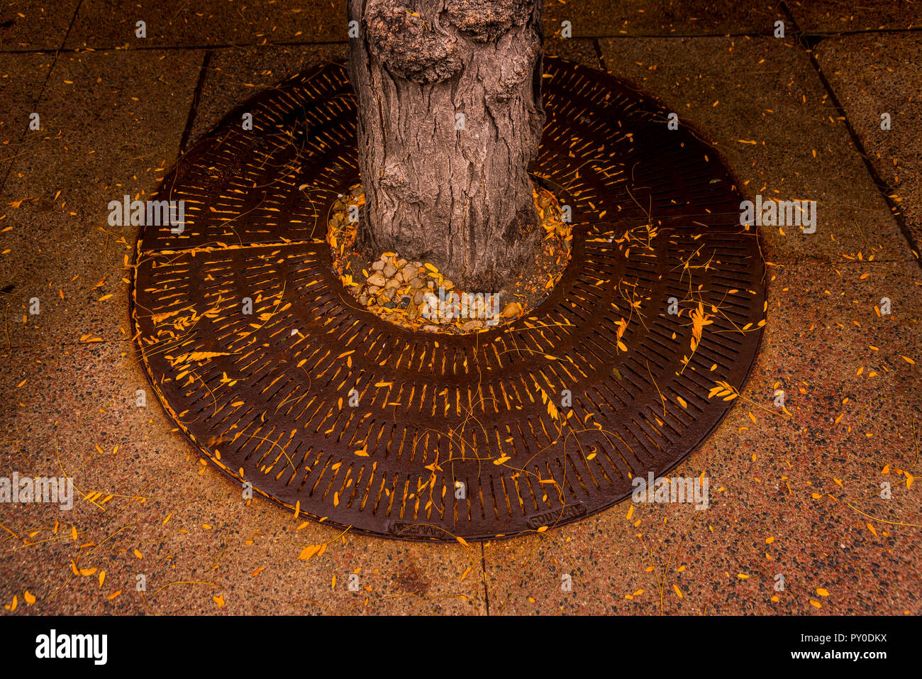 Tree grate hires stock photography and images Alamy