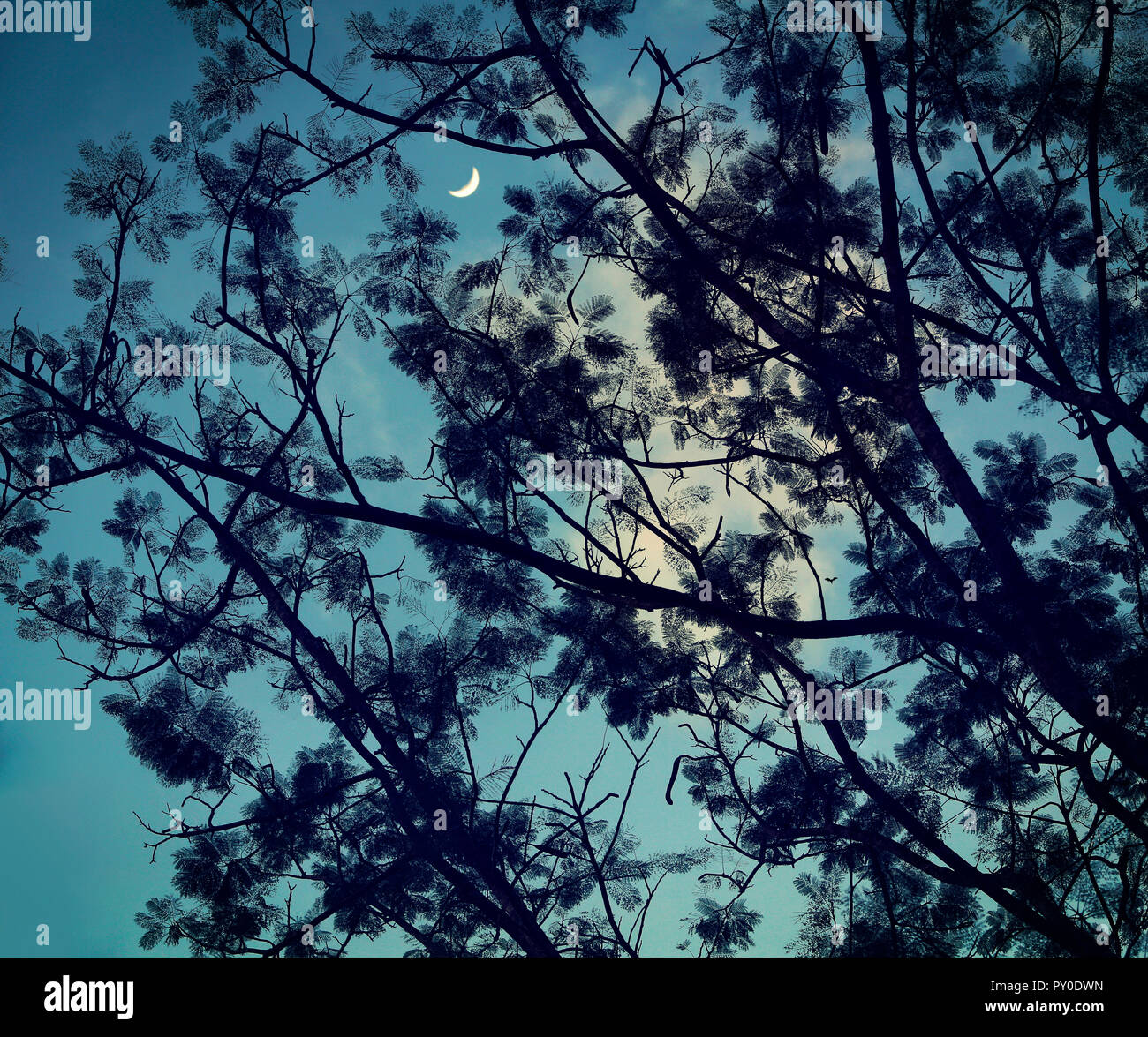 Silhouette of branches of tree against sky at night, Manila, Luzon Island, Philippines Stock Photo